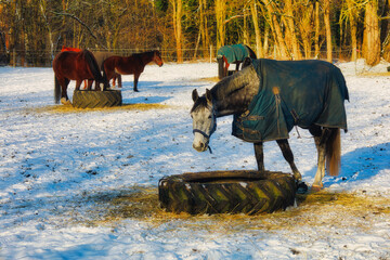 Pferd - Winter - Schnee - Horses in Winter - Snow - Cold - Tree - Hay - Background - Landscape -...