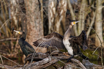 cormoran
