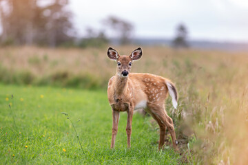 Jeune cerf &agrave; Anticosti