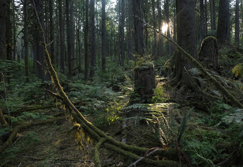 Natural variety that is observable in a deep forest, in West Canada. Vancouver. Early morning and...