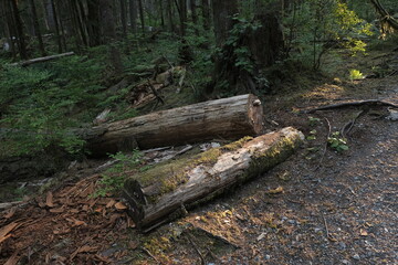 Natural variety that is observable in a deep forest, in West Canada. Vancouver. Early morning and daytime.