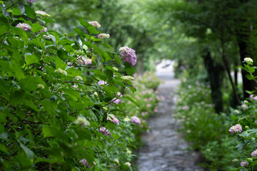 美しいアジサイの花