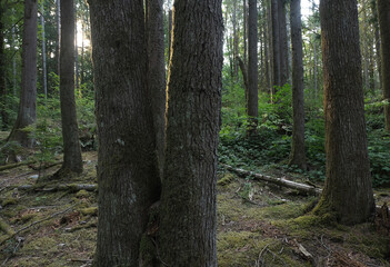 Fototapeta premium Natural variety that is observable in a deep forest, in West Canada. Vancouver. Early morning and daytime.