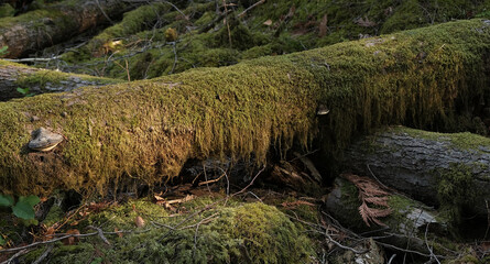 Natural variety that is observable in a deep forest, in West Canada. Vancouver. Early morning and daytime.