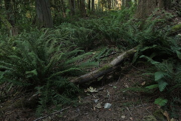 Fototapeta premium Natural variety that is observable in a deep forest, in West Canada. Vancouver. Early morning and daytime.