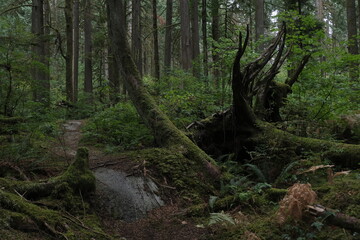 Fototapeta premium Natural variety that is observable in a deep forest, in West Canada. Vancouver. Early morning and daytime.