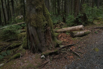 Fototapeta premium Natural variety that is observable in a deep forest, in West Canada. Vancouver. Early morning and daytime.