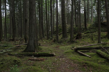 Natural variety that is observable in a deep forest, in West Canada. Vancouver. Early morning and daytime.