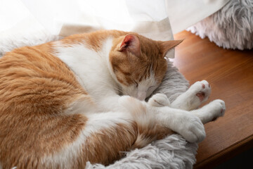 丸まって眠る猫　茶トラ白