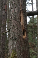 Natural variety that is observable in a deep forest, in West Canada. Vancouver. Early morning and daytime.