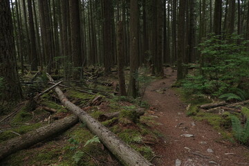 Obraz premium Natural variety that is observable in a deep forest, in West Canada. Vancouver. Early morning and daytime.