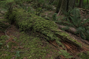 Fototapeta premium Natural variety that is observable in a deep forest, in West Canada. Vancouver. Early morning and daytime.