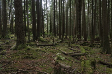 Obraz premium Natural variety that is observable in a deep forest, in West Canada. Vancouver. Early morning and daytime.