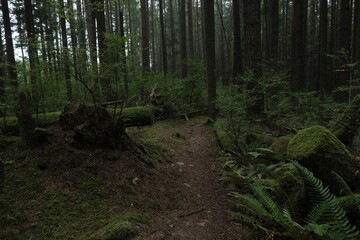 Obraz premium Natural variety that is observable in a deep forest, in West Canada. Vancouver. Early morning and daytime.