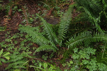 Natural variety that is observable in a deep forest, in West Canada. Vancouver. Early morning and daytime.
