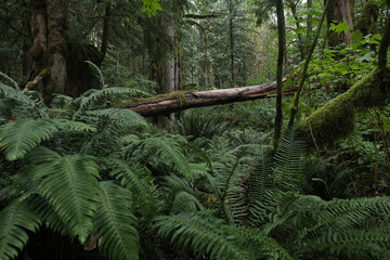 Obraz premium Natural variety that is observable in a deep forest, in West Canada. Vancouver. Early morning and daytime.