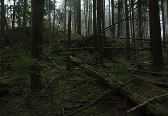 Fototapeta premium Natural variety that is observable in a deep forest, in West Canada. Vancouver. Early morning and daytime.