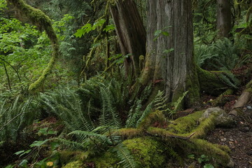 Obraz premium Natural variety that is observable in a deep forest, in West Canada. Vancouver. Early morning and daytime.