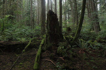 Fototapeta premium Natural variety that is observable in a deep forest, in West Canada. Vancouver. Early morning and daytime.