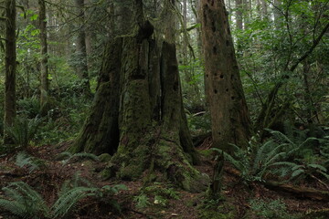 Obraz premium Natural variety that is observable in a deep forest, in West Canada. Vancouver. Early morning and daytime.