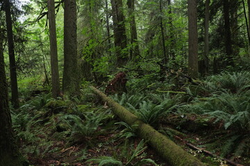 Obraz premium Natural variety that is observable in a deep forest, in West Canada. Vancouver. Early morning and daytime.