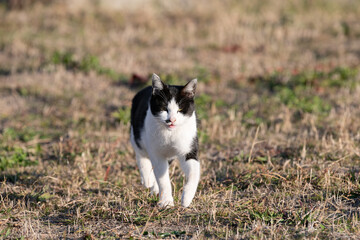 田舎をのんびり歩く猫