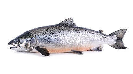 Salmon. A fish isolated on a white background. A source of protein and healthy fats.