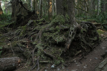 Natural variety that is observable in a deep forest, in West Canada. Vancouver. Early morning and daytime.