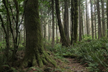 Obraz premium Natural variety that is observable in a deep forest, in West Canada. Vancouver. Early morning and daytime.