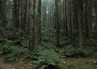 Obraz premium Natural variety that is observable in a deep forest, in West Canada. Vancouver. Early morning and daytime.