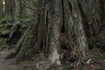 Obraz premium Natural variety that is observable in a deep forest, in West Canada. Vancouver. Early morning and daytime.