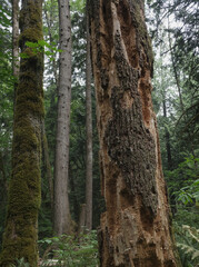 Natural variety that is observable in a deep forest, in West Canada. Vancouver. Early morning and daytime.