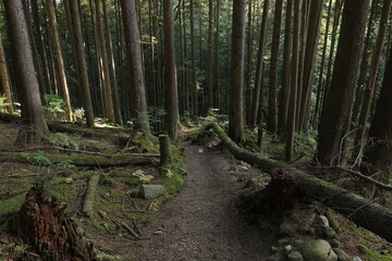 Obraz premium Natural variety that is observable in a deep forest, in West Canada. Vancouver. Early morning and daytime.