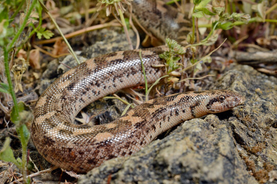 Javelin sand boa // Westliche Sandboa (Eryx jaculus turcicus) - Dalyan, Turkey