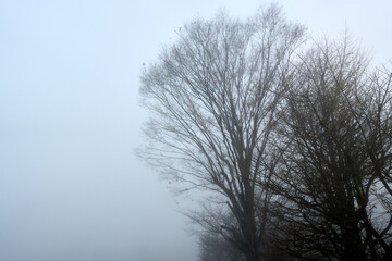 【湯布院】朝霧に霞む木の枝