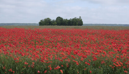 Various fields, wide lands, and valleys. With interesting colors, lines, and textures. Shot in France.