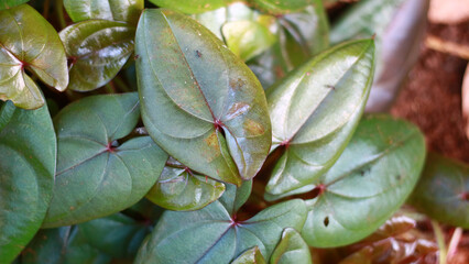 Purple yam plant growing in the garden.          