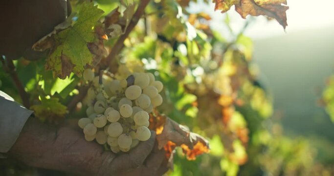Close-up of a man's hand cutting grapes in the field with scissors. Harvesting in the vineyards by a farmer and winemaker. High quality 4k footage
