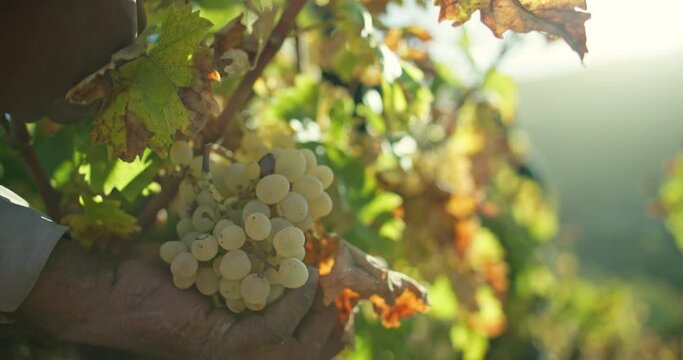 Close-up of a man's hand cutting grapes in the field with scissors. Harvesting in the vineyards by a farmer and winemaker. High quality 4k footage