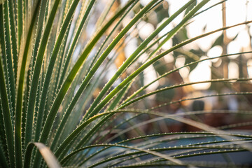Dasylirion Graminifolium long leaves with toothed edges close up. Great desert spoony plant agavacae family. Big green cactus bush. 