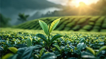 Foto op Aluminium A sprout with green tea leaves rises higher than other tea bushes at the valley in the morning light. Generative AI. © visoot