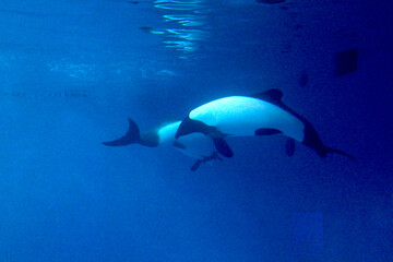 イロワケイルカ