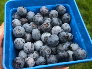 Blueberries
