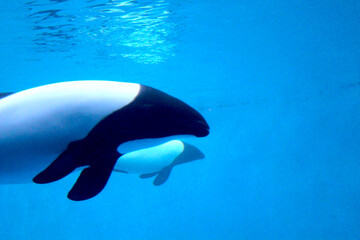 Obraz premium イロワケイルカ