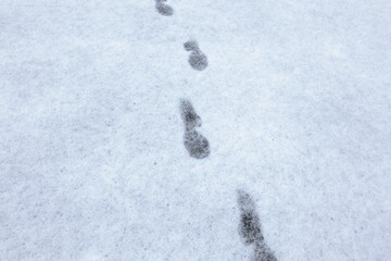 雪の上に残された足跡