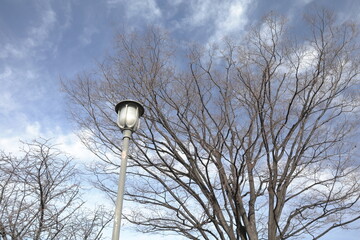 冬の公園に、大きな木と街灯。