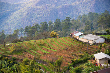 Landscape of tea farm 2000 at Doi Ang-Khang , Chaing Mai, Thailand