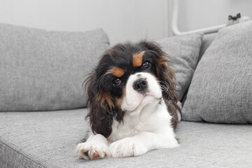 Portrait of handsome cavalier spaniel. Cute puppy is resting on the couch.