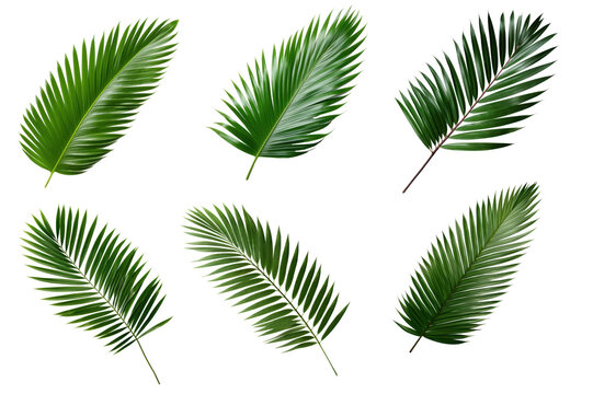 Set  of green leaves of nipa palm on transparency background PNG