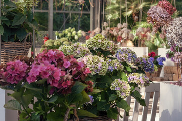 Collection of beautiful hydrangeas in a glasshouse